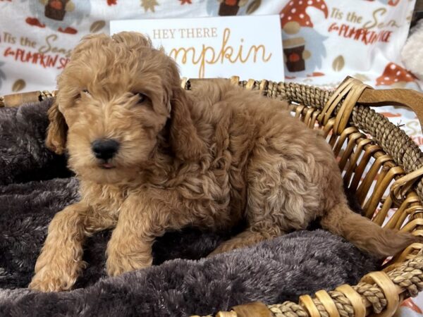 [#3407] Red Male F1B Mini Goldendoodle Puppies for Sale