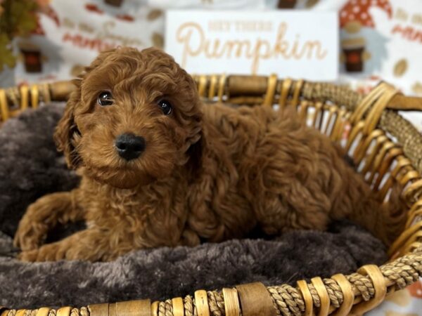 [#3404] Red Female F1B Mini Goldendoodle Puppies for Sale