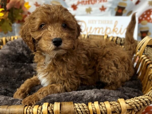 [#3408] Red Male F1B Mini Goldendoodle Puppies for Sale