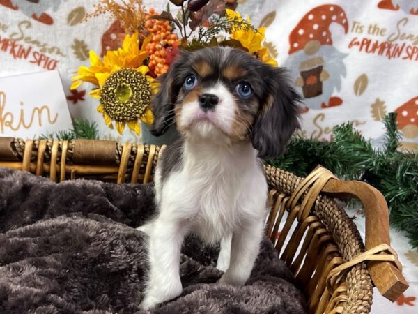 [#3438] Blue Merle, Tan Points Female Cavalier King Charles Spaniel Puppies for Sale