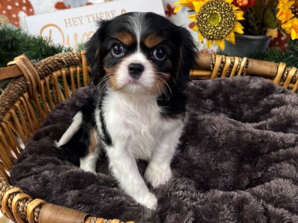 [#3437] Black & White, Tan Points Female Cavalier King Charles Spaniel Puppies for Sale