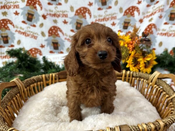 [#3426] Red Female Cavapoo 2nd Gen Puppies for Sale
