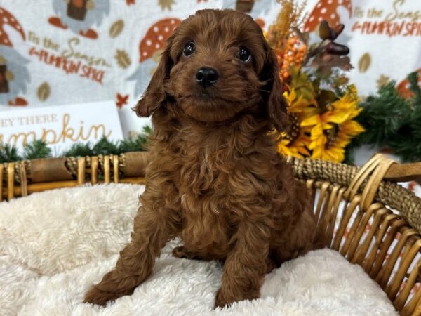 [#3427] Red Female Cavapoo 2nd Gen Puppies for Sale