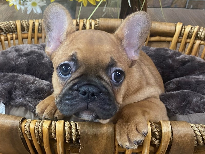 French Bulldog - 3307 Image #1