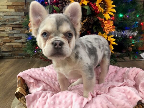 [#3454] Blue Merle Female Fluffy French Bulldog Puppies for Sale