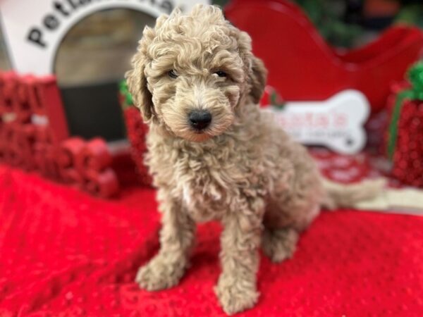 [#3498] Golden Male F1B Mini Goldendoodle Puppies for Sale