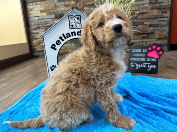 [#3513] Red & White Female Mini Aussiedoodle Puppies for Sale