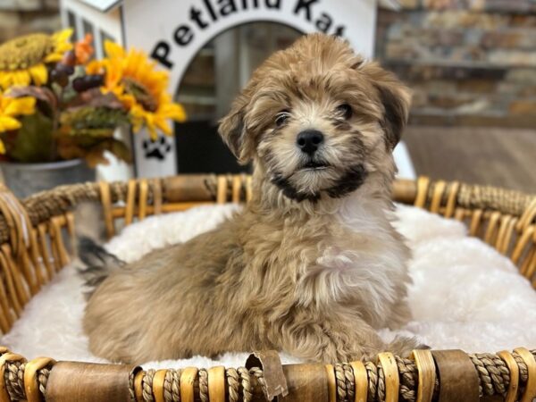 [#3516] Sable w/White Markings Female Cotonpoo Puppies for Sale
