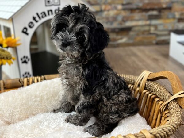 [#3522] Blue Merle Female Cockapoo 2nd Generation Puppies for Sale