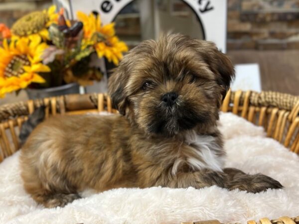 [#3520] Gold w/White Markings Female Lhasa Apso Puppies for Sale