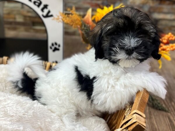 [#3527] Brindle & White Female Havanese Puppies for Sale