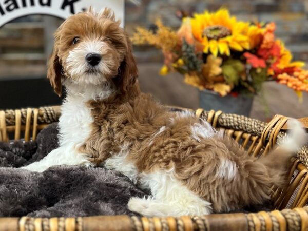 [#3536] Red & White Parti Female Mini Goldendoodle 3rd Gen Puppies for Sale