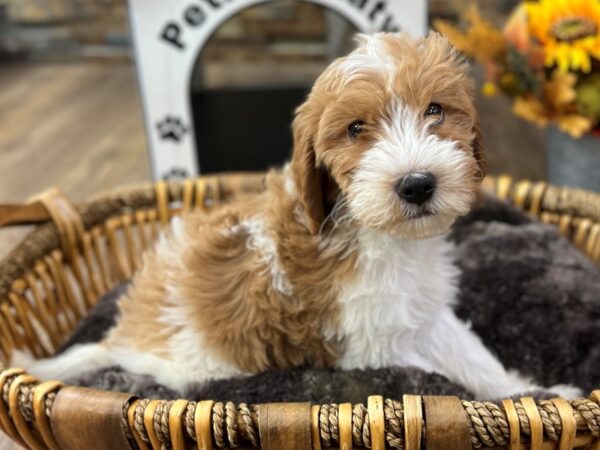 [#3537] Red & White Parti Male Mini Goldendoodle 3rd Gen Puppies for Sale