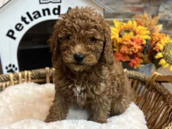 [#3541] Red Male F1B Mini Goldendoodle Puppies for Sale