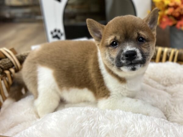 [#3544] Pinto Male Shiba Inu Puppies for Sale