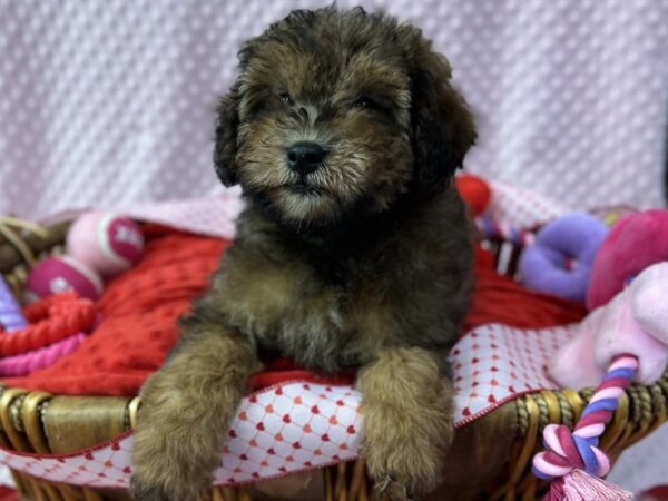 [#3562] Sable Male Cavapoo Puppies for Sale