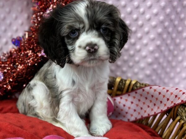 [#3557] Chocolate Merle Female Cocker Spaniel Puppies for Sale