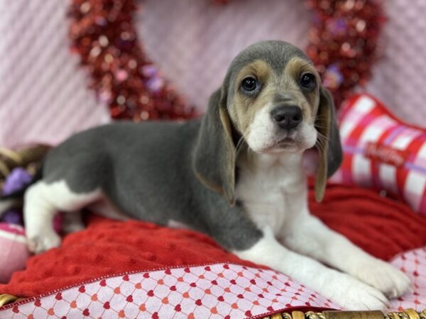 [#3565] Blue Tri Female Beagle Puppies for Sale