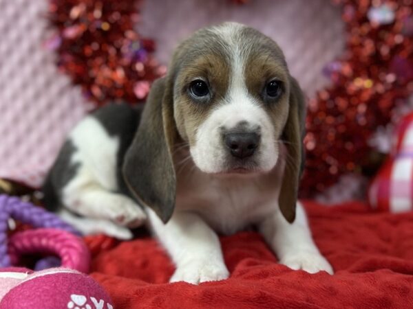 [#3564] Blue Tri Male Beagle Puppies for Sale