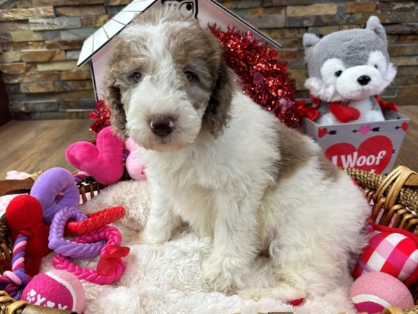 [#3568] Chocolate Merle & White Male F1B Medium Goldendoodle Puppies for Sale