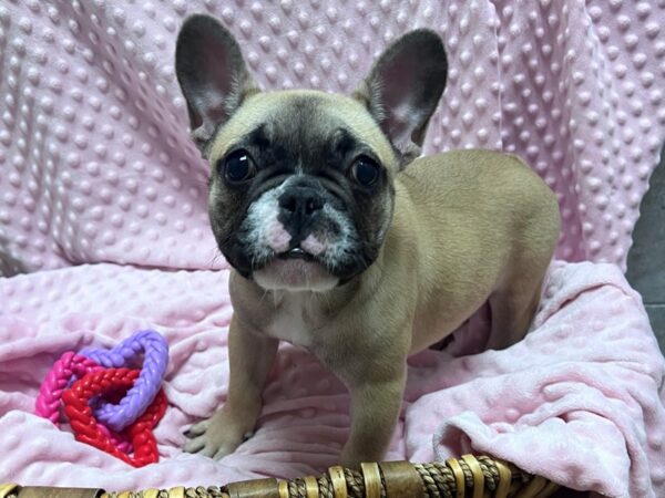 [#3476] Fawn Black Mask Female French Bulldog Puppies for Sale