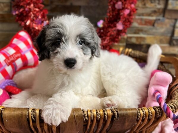 [#3570] Blue Merle & White Female F1 Mini Aussiedoodle Puppies for Sale