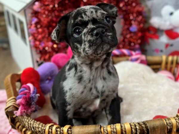 [#3569] Blue Merle Male French Bulldog Puppies for Sale