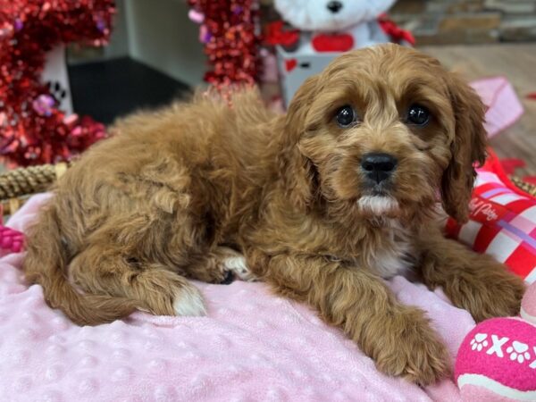 [#3576] Red & White Male Cavapoo Puppies for Sale