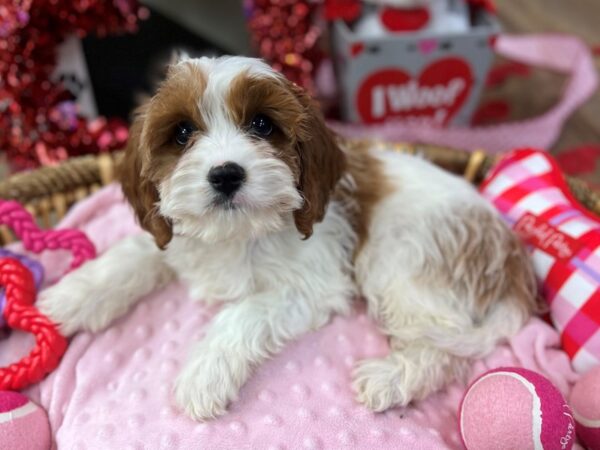 [#3577] Blenheim Male Cavapoo Puppies for Sale