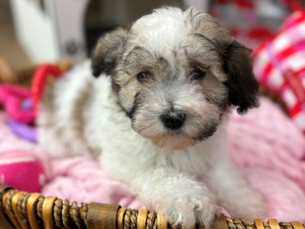 [#3585] Brindle & White Female Havanese Puppies for Sale