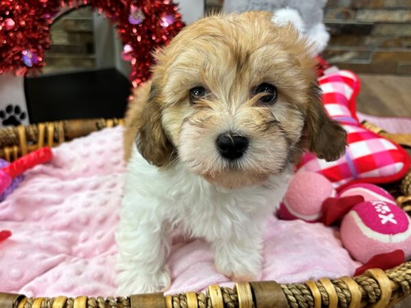 [#3583] Gold & White Male Havanese Puppies for Sale