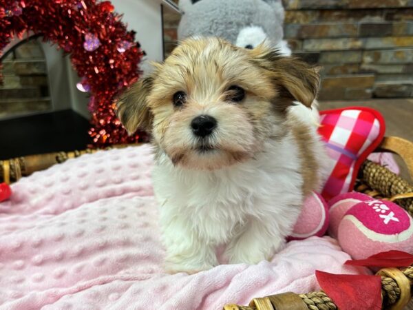 [#3584] Gold & White Male Havanese Puppies for Sale