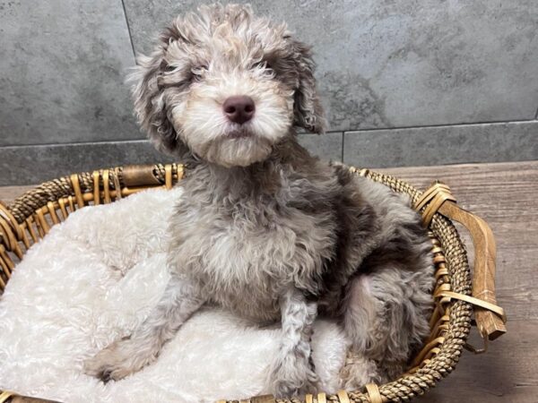 [#3533] Chocolate Merle Male Mini Goldendoodle 3rd Gen Puppies for Sale
