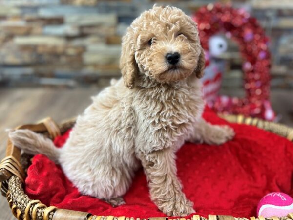 [#3595] Light Golden Male F1B Mini Goldendoodle Puppies for Sale