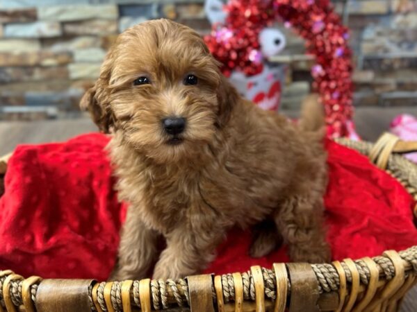 [#3594] Red Female F1B Mini Goldendoodle Puppies for Sale