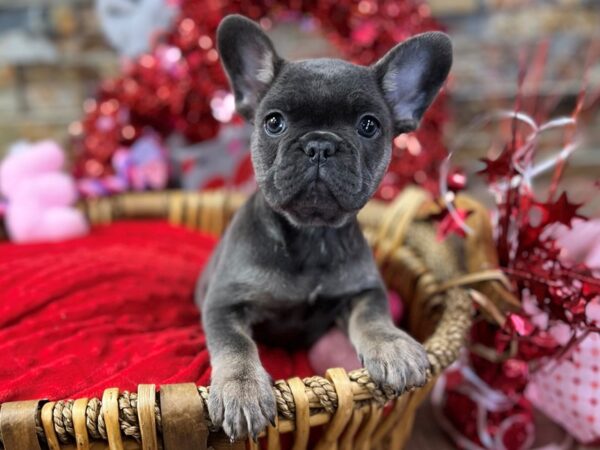 [#3592] Blue w/Tan Points Female French Bulldog Puppies for Sale