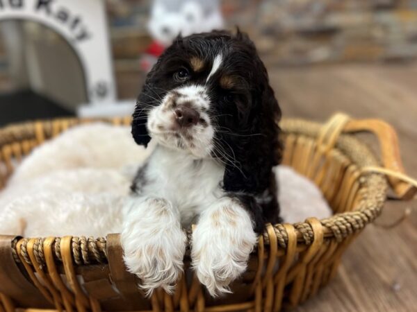 [#3605] Chocolate & White Male Cocker Spaniel Puppies for Sale