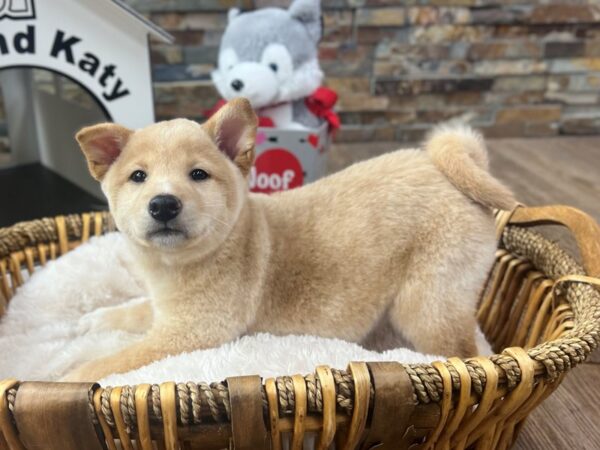 [#3603] Cream Male Shiba Inu Puppies for Sale
