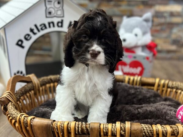 [#3604] Chocolate & White Male Cocker Spaniel Puppies for Sale