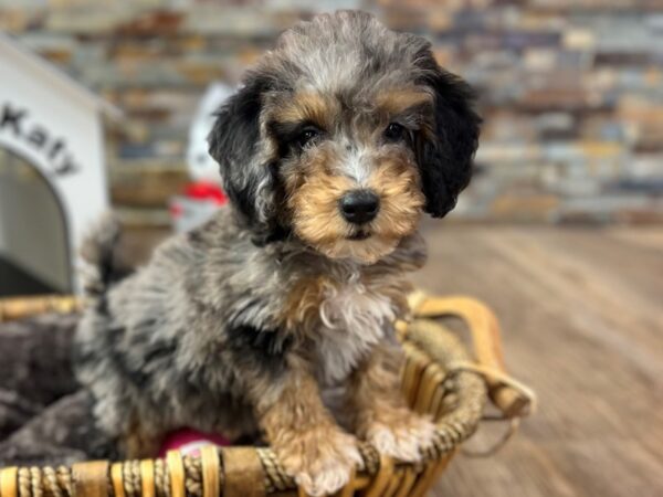 [#3601] Blue Merle Tan Points Male Miniature Poodle Puppies for Sale