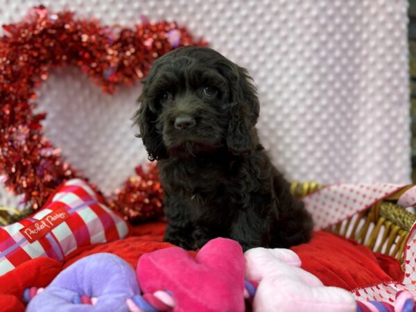 [#3558] Chocolate Female Cocker Spaniel Puppies for Sale