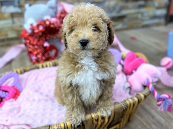 [#3596] Apricot w/White Male Miniature Poodle Puppies for Sale