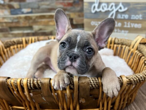 [#3622] Blue Fawn Male French Bulldog Puppies for Sale