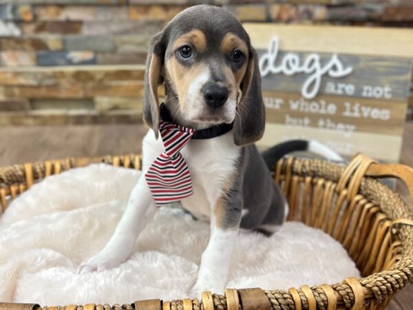 [#3617] Blue Tri Male Beagle Puppies for Sale