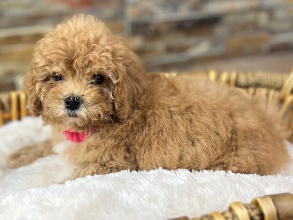[#3634] Red w/White Markings Female Mini Goldendoodle Puppies for Sale
