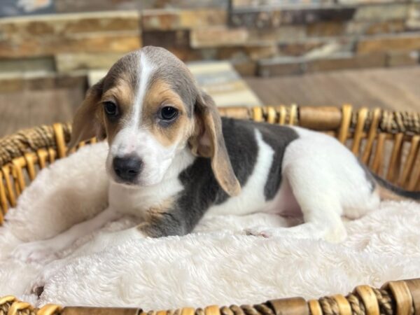 [#3632] Blue Tri Female Beagle Puppies for Sale