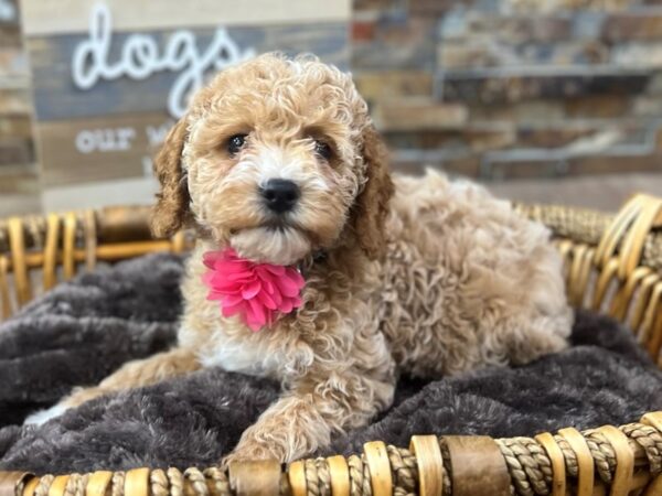 [#3645] Red w/White Female Cockapoo 2nd Generation Puppies for Sale