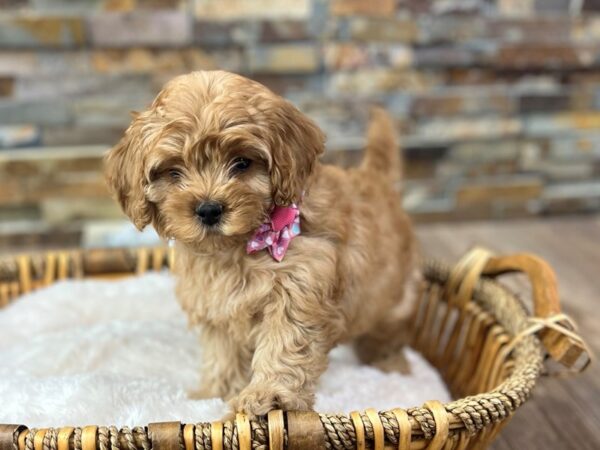[#3635] Red Female Mini Goldendoodle Puppies for Sale