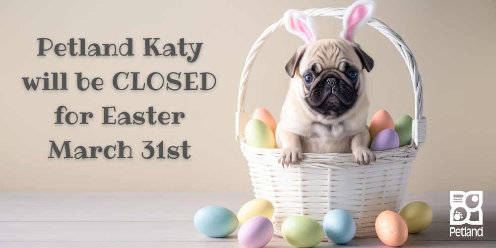 Videos petland katy houston texas