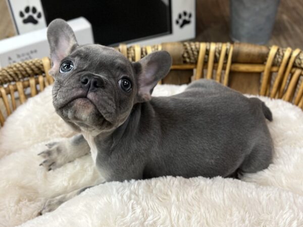 [#3549] Blue w/Tan Points Female French Bulldog Puppies for Sale